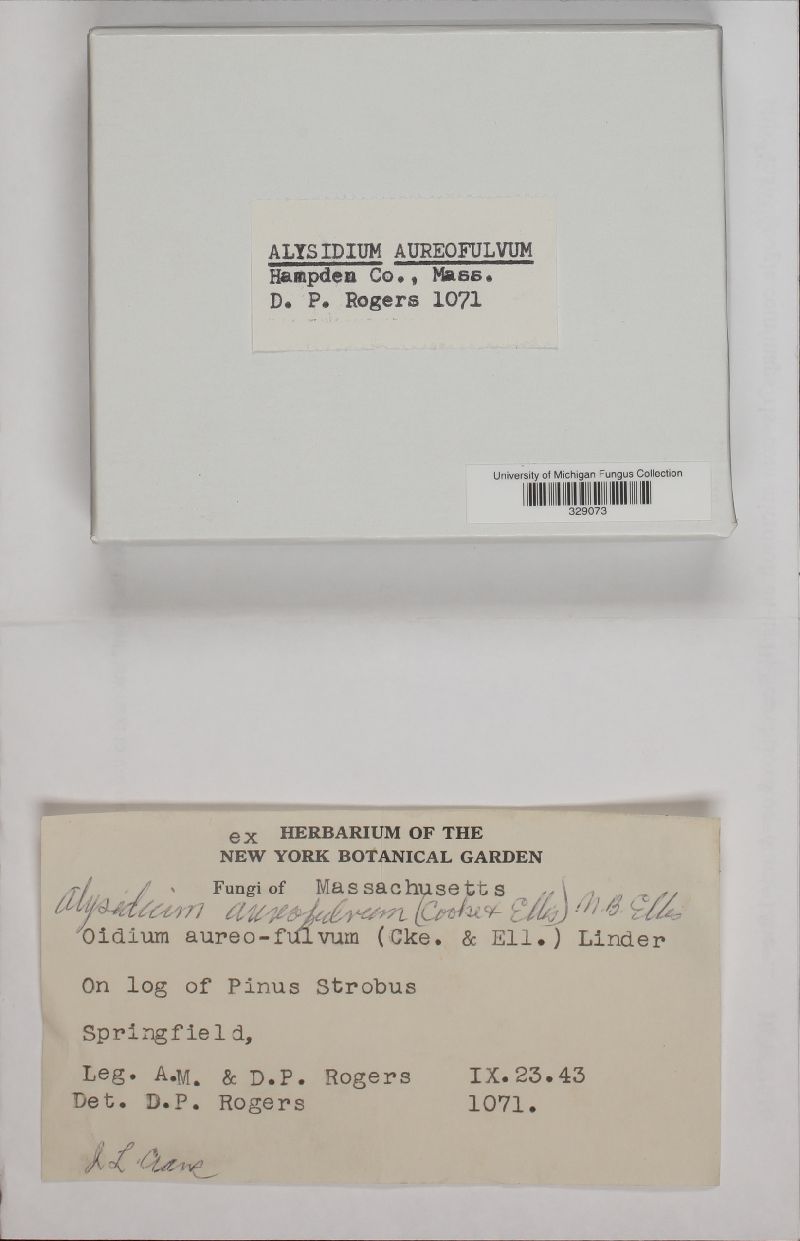 Alysidium aureofulvum image