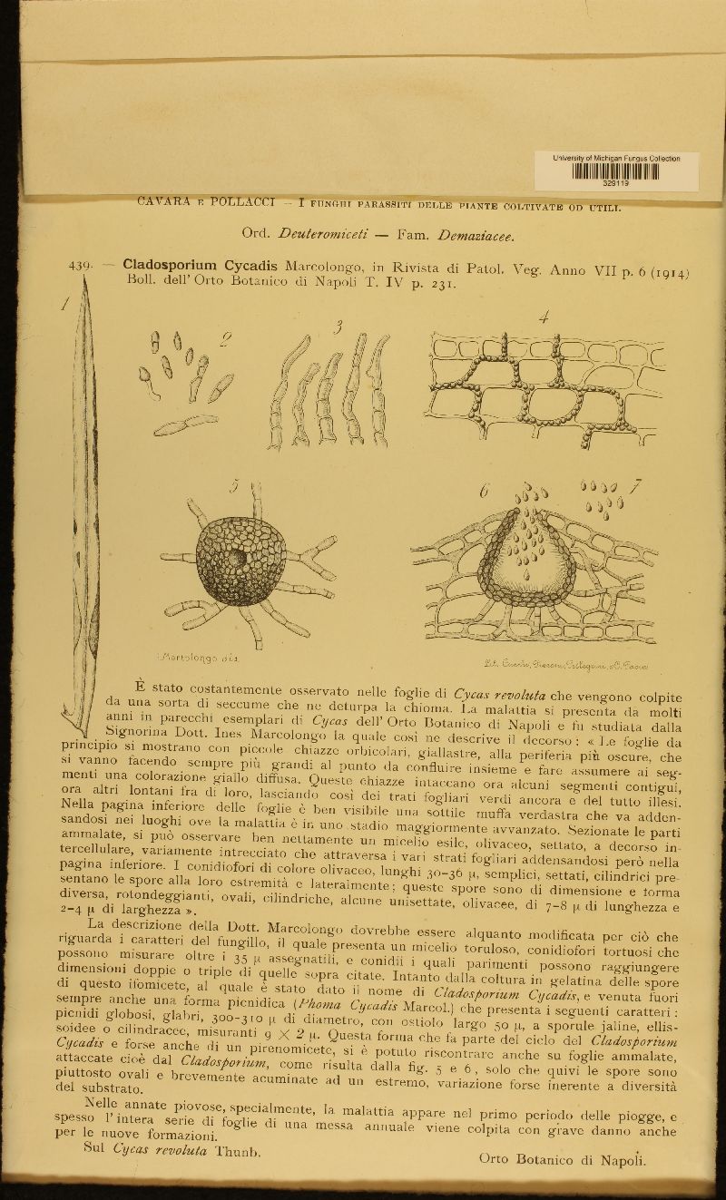 Cladosporium cycadis image