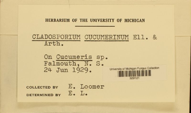 Cladosporium cucumerinum image