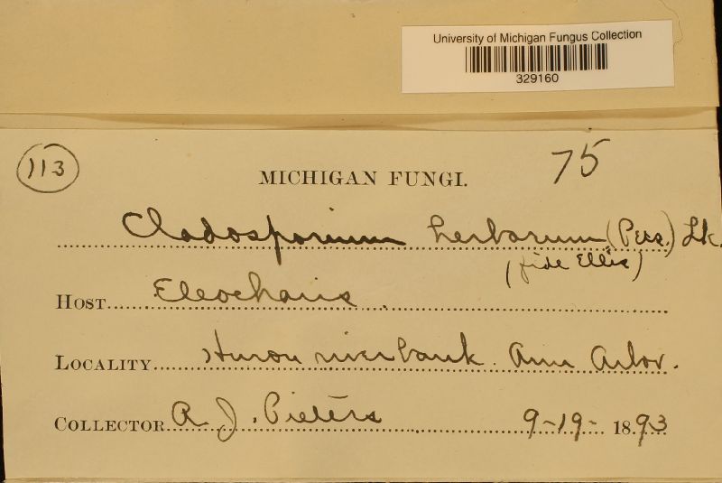 Cladosporium herbarum image