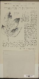 Graphiopsis chlorocephala image