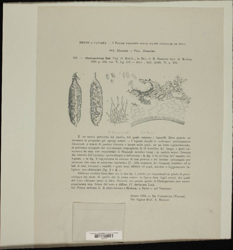 Cladosporium pisi image