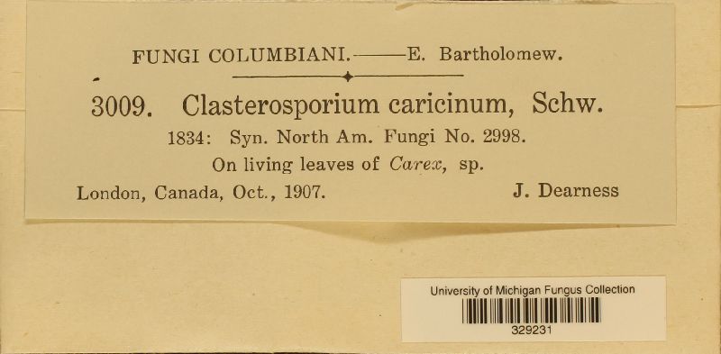 Clasterosporium caricinum image