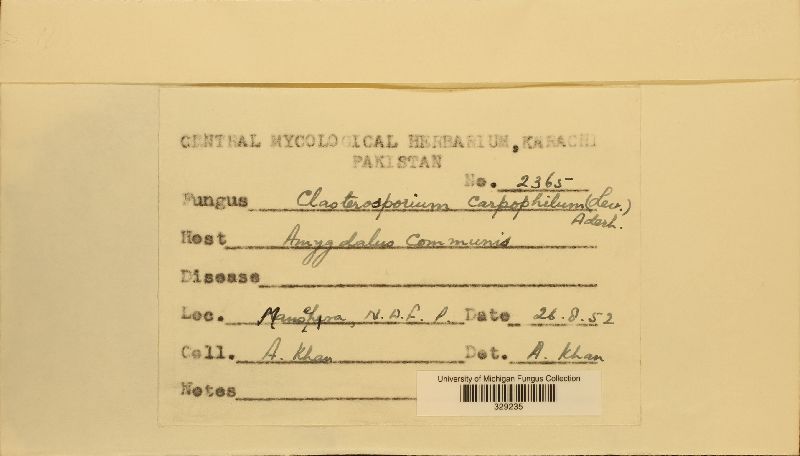 Stigmina image