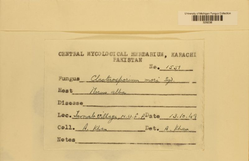 Clasterosporium mori image