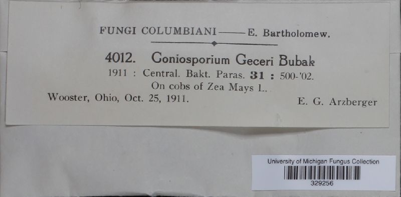 Coniosporium gecevi image