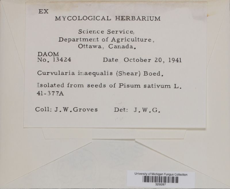 Curvularia inaequalis image