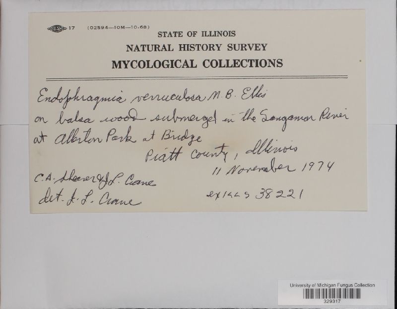 Ityorhoptrum verruculosum image