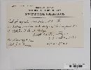 Ityorhoptrum verruculosum image