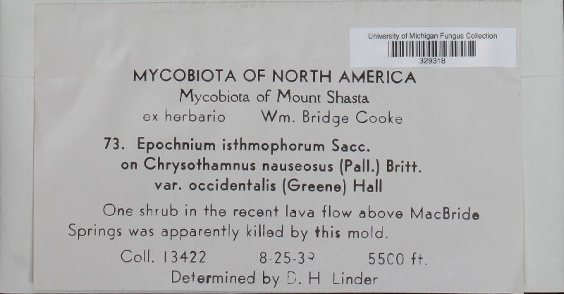 Epochnium isthmophorum image