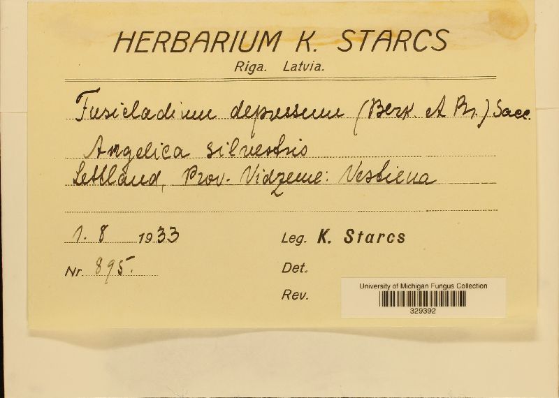 Passalora depressa image