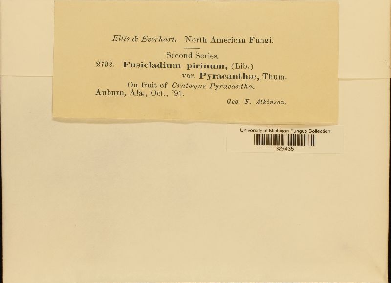 Fusicladium pirinum image