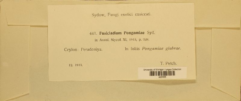 Asperisporium pongamiae image