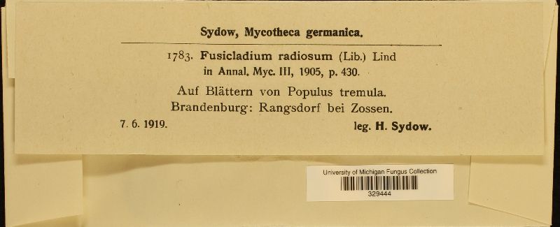Fusicladium radiosum image