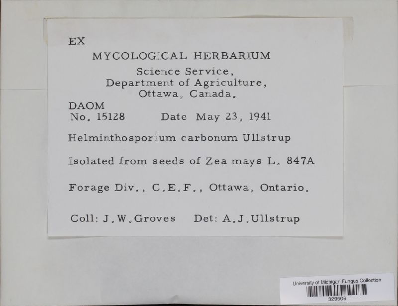 Cochliobolus carbonum image
