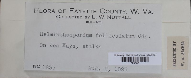 Sporidesmium folliculatum image