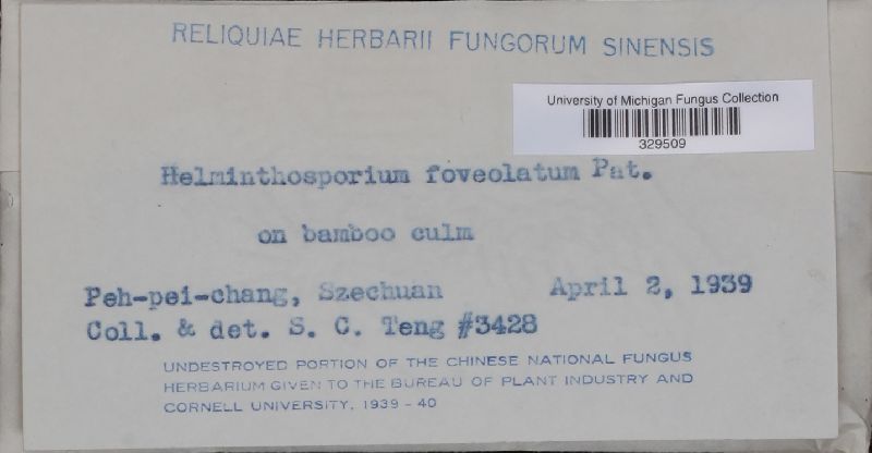 Helminthosporium foveolatum image