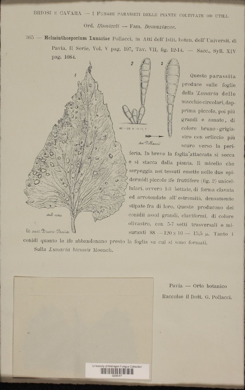 Helminthosporium lunariae image