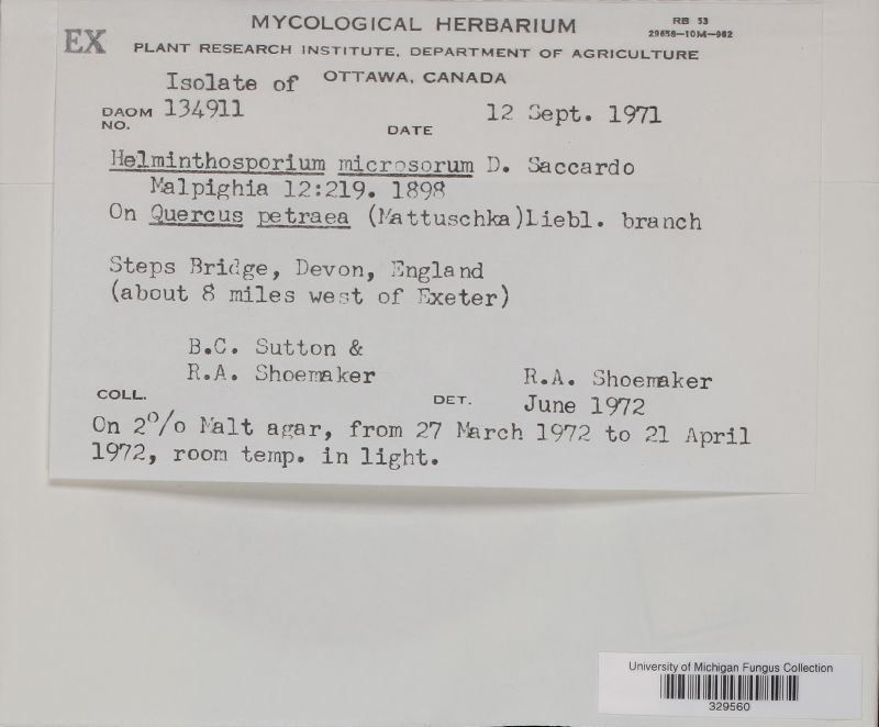 Helminthosporium microsorum image