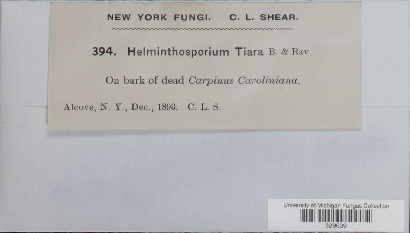 Helminthosporium tiara image