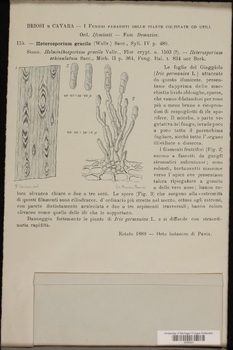 Davidiella macrospora image