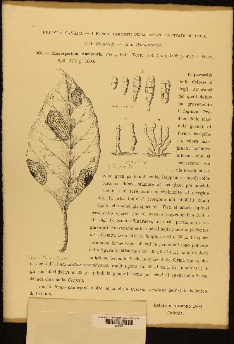 Macrosporium amaranthi image