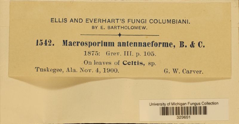 Macrosporium antennaeforme image