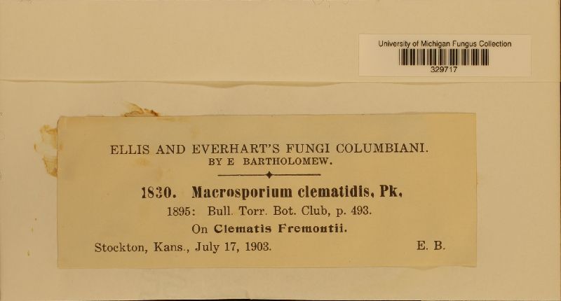 Macrosporium clematidis image