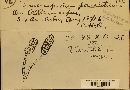 Pleospora herbarum image