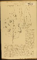 Alternaria solani image