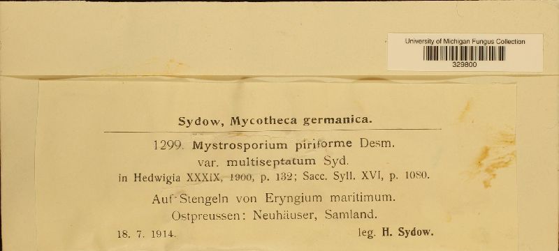 Mystrosporium piriforme var. multiseptatum image
