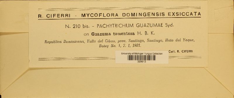 Pachytrichum guazumae image