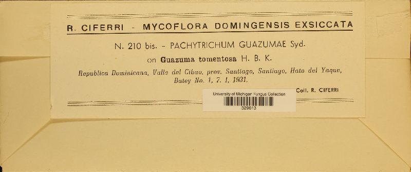 Pachytrichum guazumae image