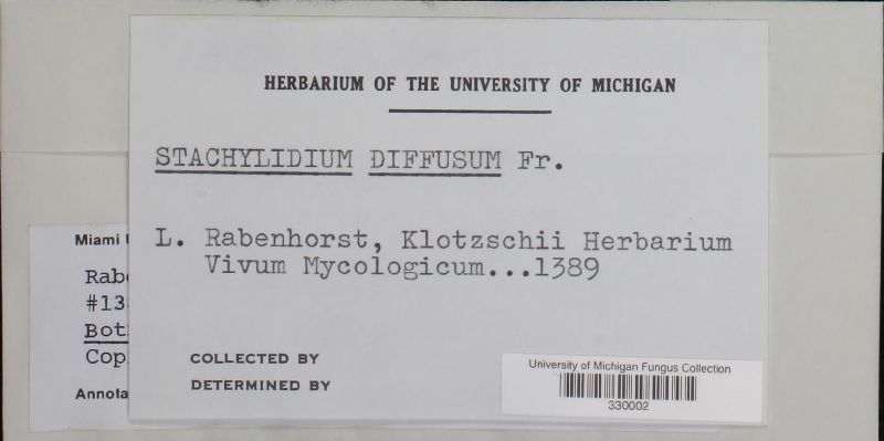 Botryosporium diffusum image