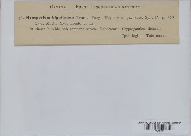 Synsporium biguttatum image