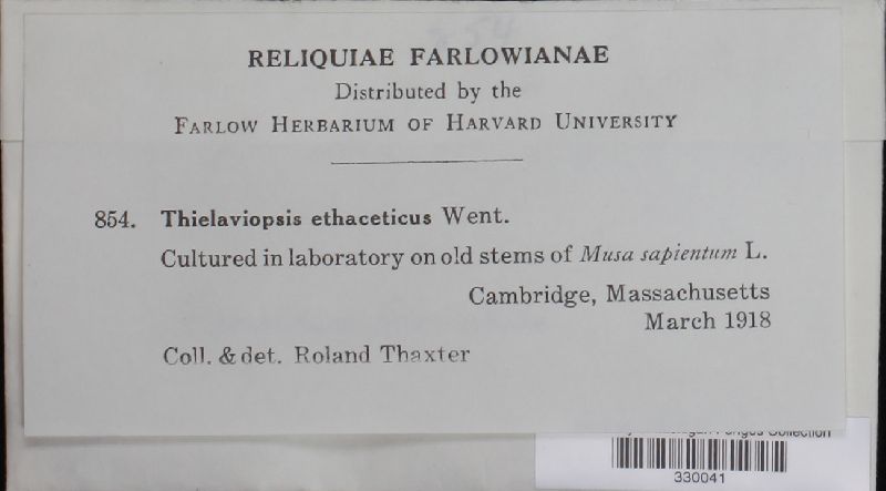 Thielaviopsis ethaceticus image