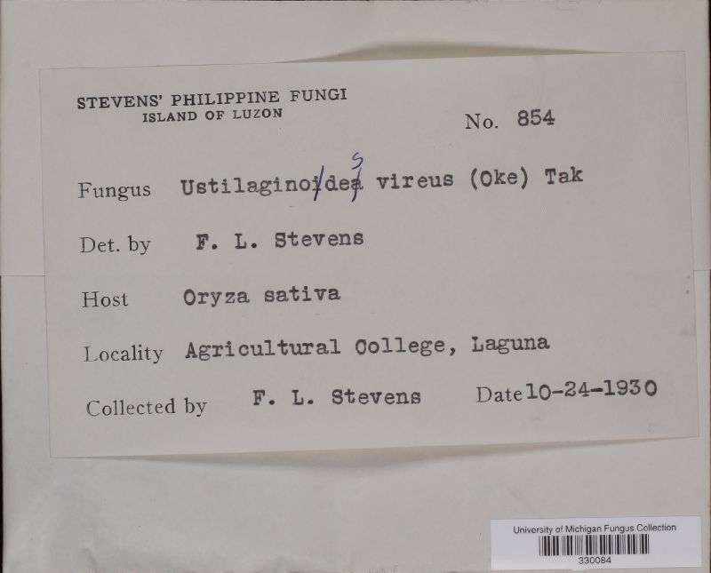Ustilaginoidea virens image