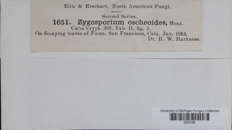 Zygosporium image
