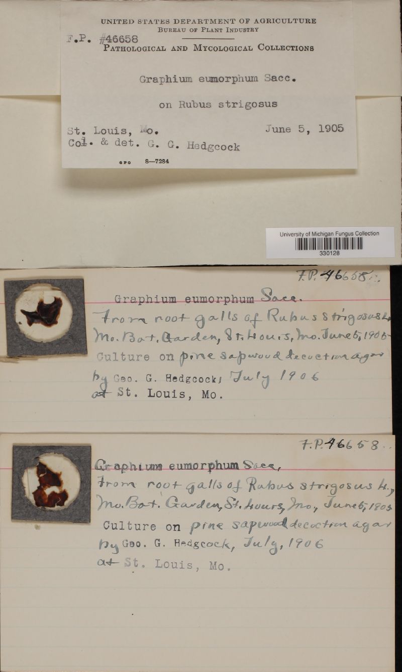 Graphium eumorphum image