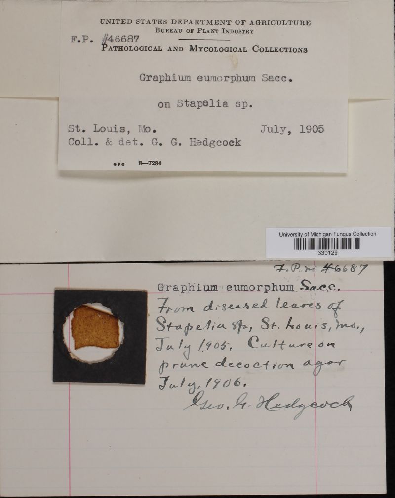 Graphium eumorphum image