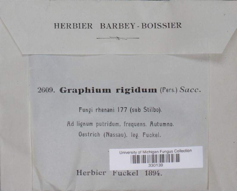 Graphium rigidum image