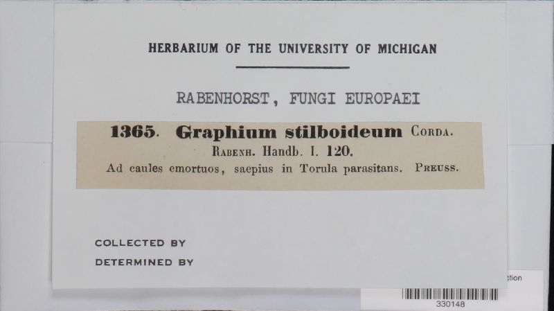 Graphium stilboideum image
