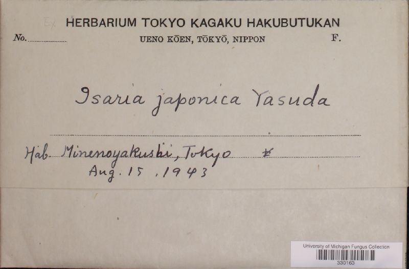 Isaria japonica image
