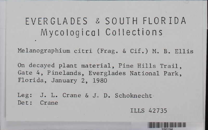 Melanographium citri image