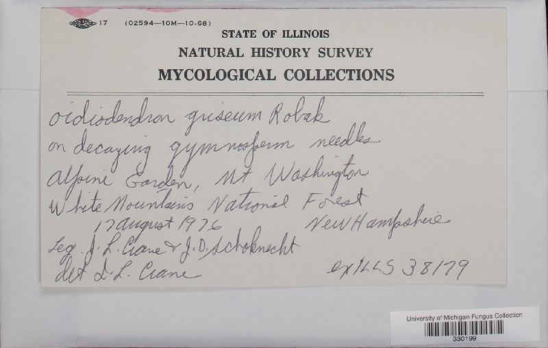 Myxotrichaceae image