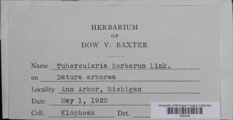 Tubercularia herbarum image
