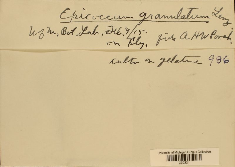 Epicoccum granulatum image