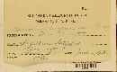 Epicoccum purpurascens image