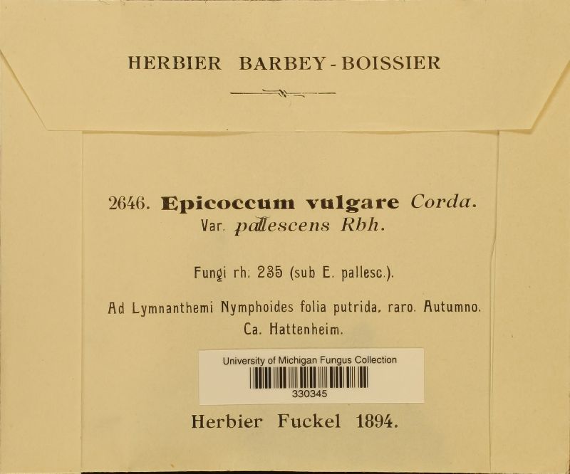 Epicoccum vulgare var. pallescens image
