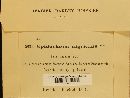 Epidochium nigricans image